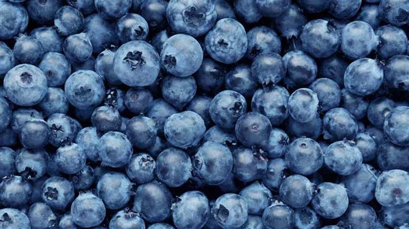 THE BOUNTIFUL BLUEBERRIES: A SMALL FRUIT WITH BIG BENEFITS